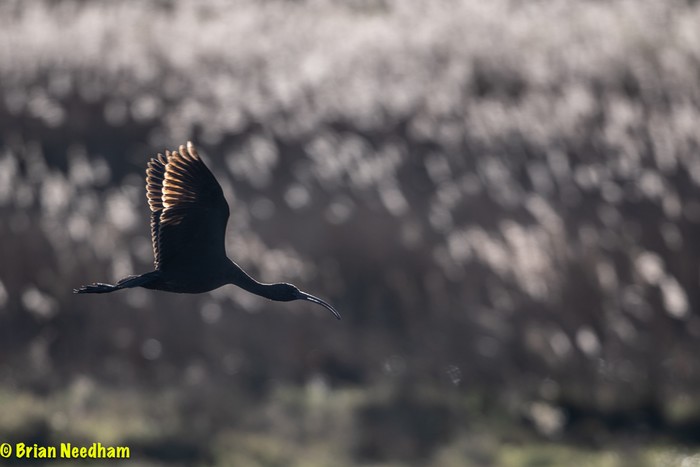 Glossy Ibis