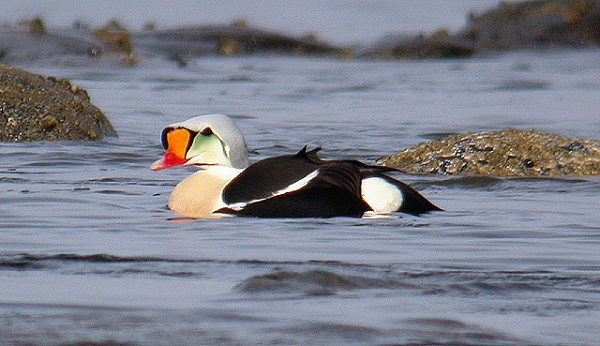 King Eider