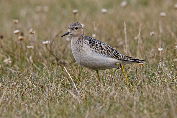 Buff-breasted Sandpiper