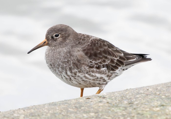 Purple Sandpiper