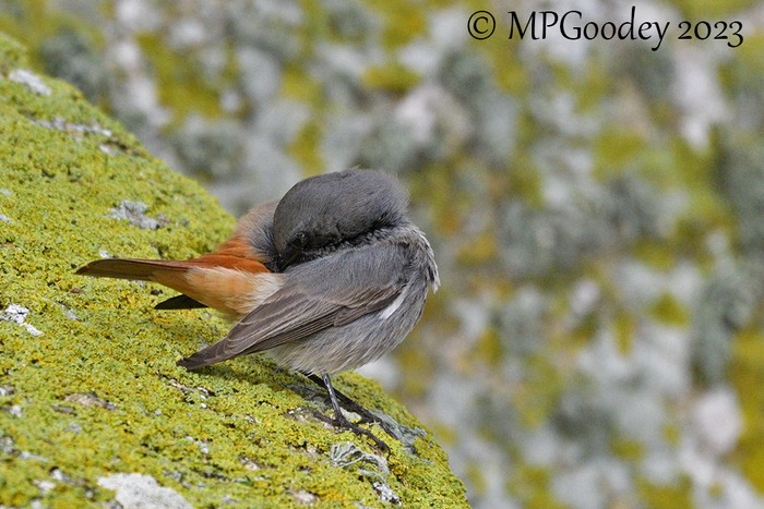 Black Redstart