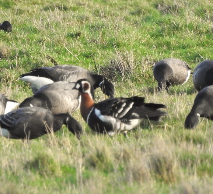 Red-breasted Goose
