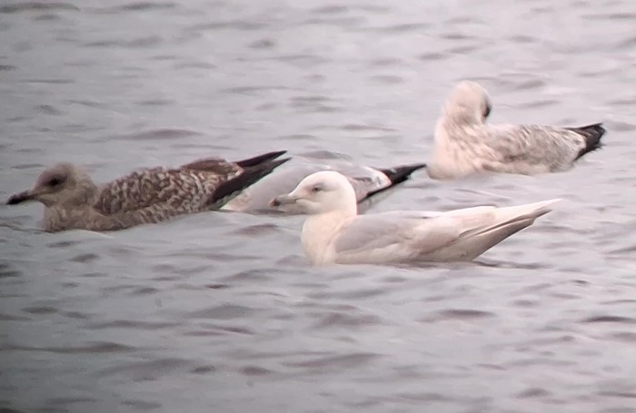 Iceland Gull