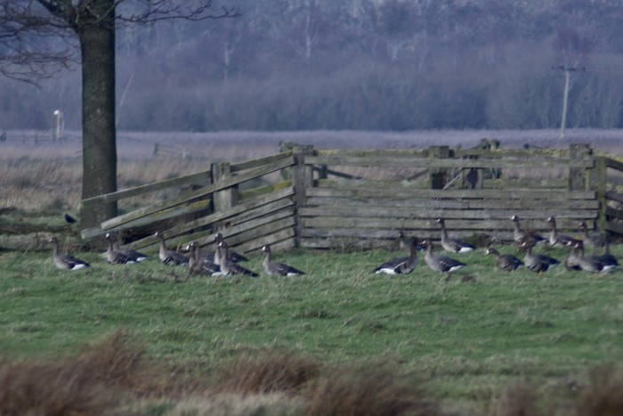 Russian White-fronted Goose