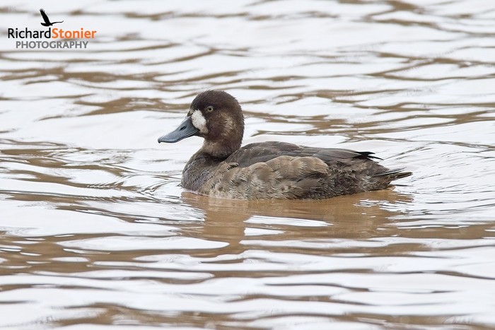 Scaup