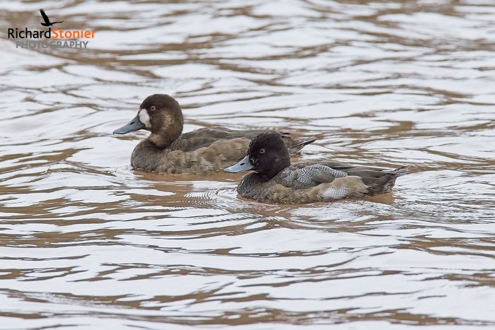 Lesser Scaup