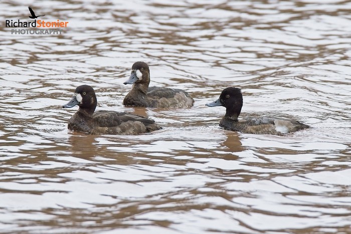 Lesser Scaup