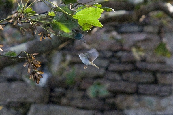 Western Bonelli's Warbler