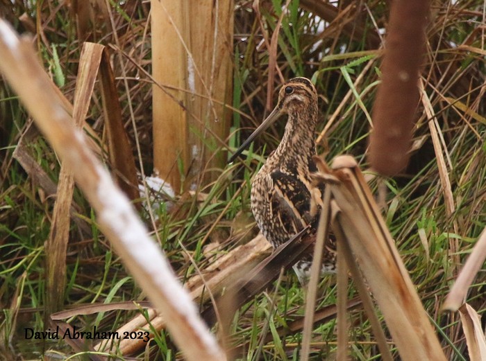 Snipe 