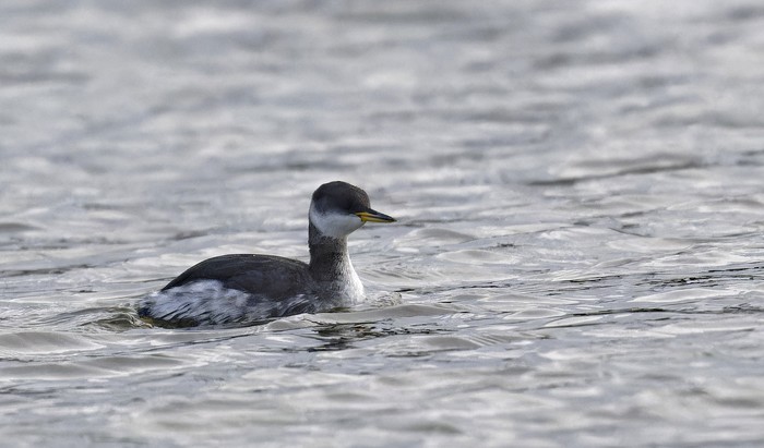 Red-necked Grebe
