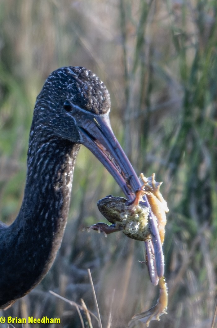 Glossy Ibis