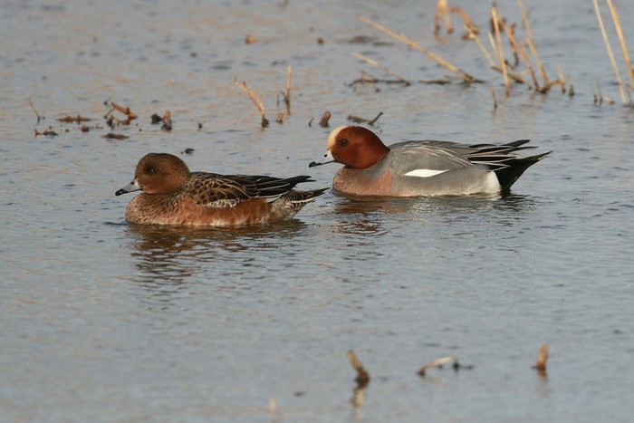 Wigeon