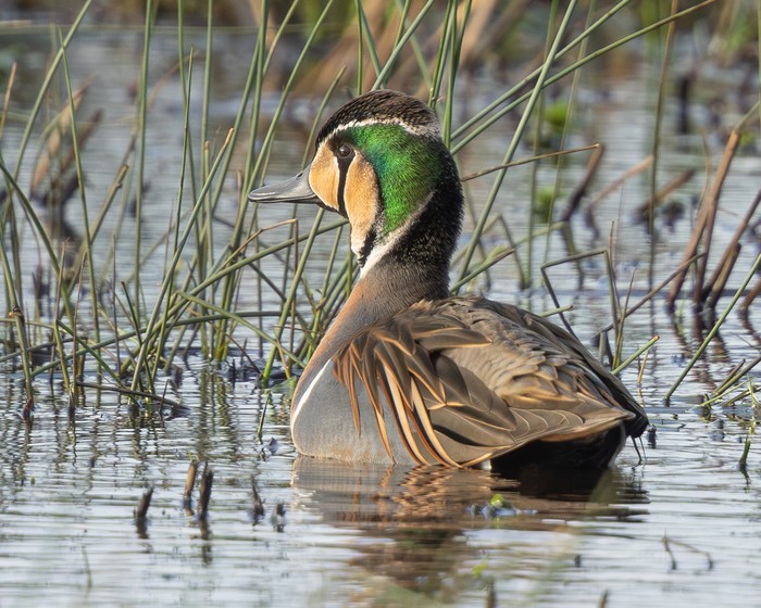 Baikal Teal