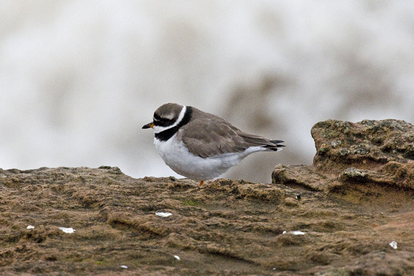 Ringed Plover