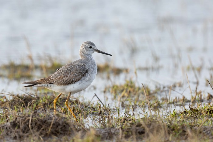 Lesser Yellowlegs
