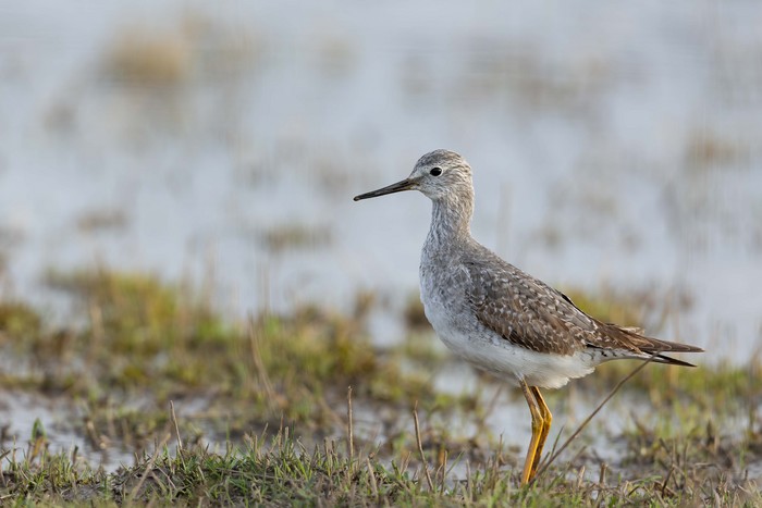 Lesser Yellowlegs