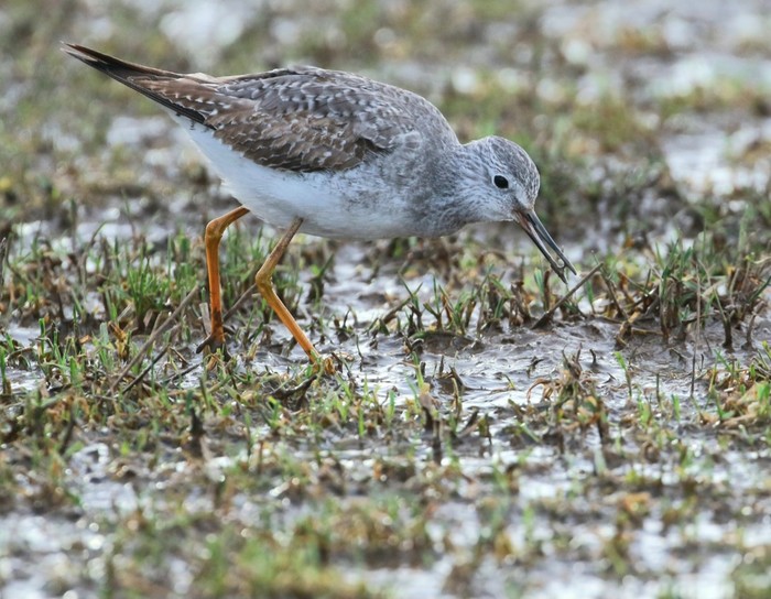 Lesser Yellowlegs