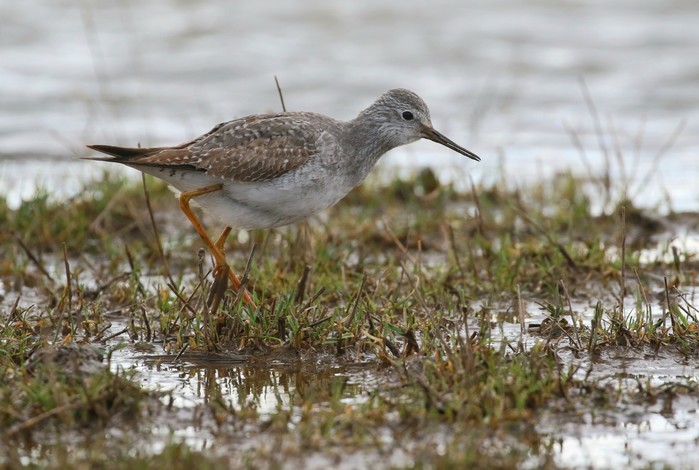 Lesser Yellowlegs