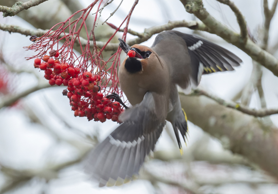 Waxwing