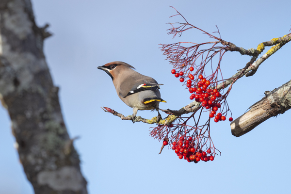 Waxwing