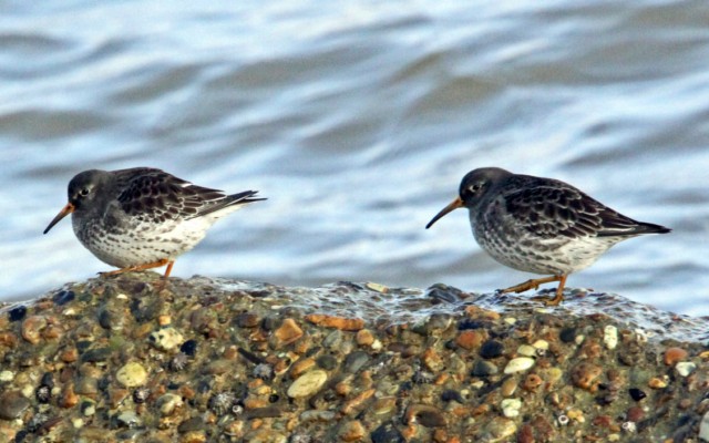 Purple Sandpiper