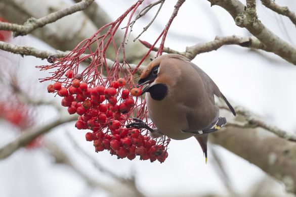 Waxwing