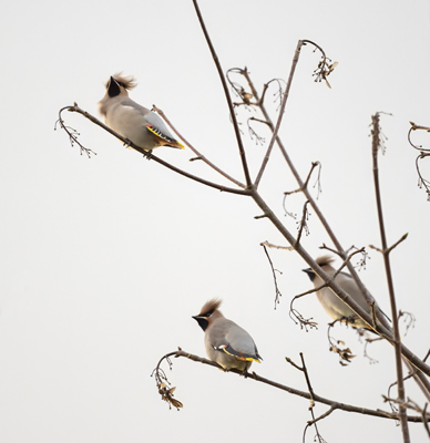 Waxwing