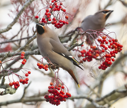 Waxwing