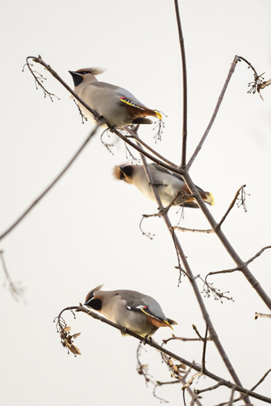 Waxwing