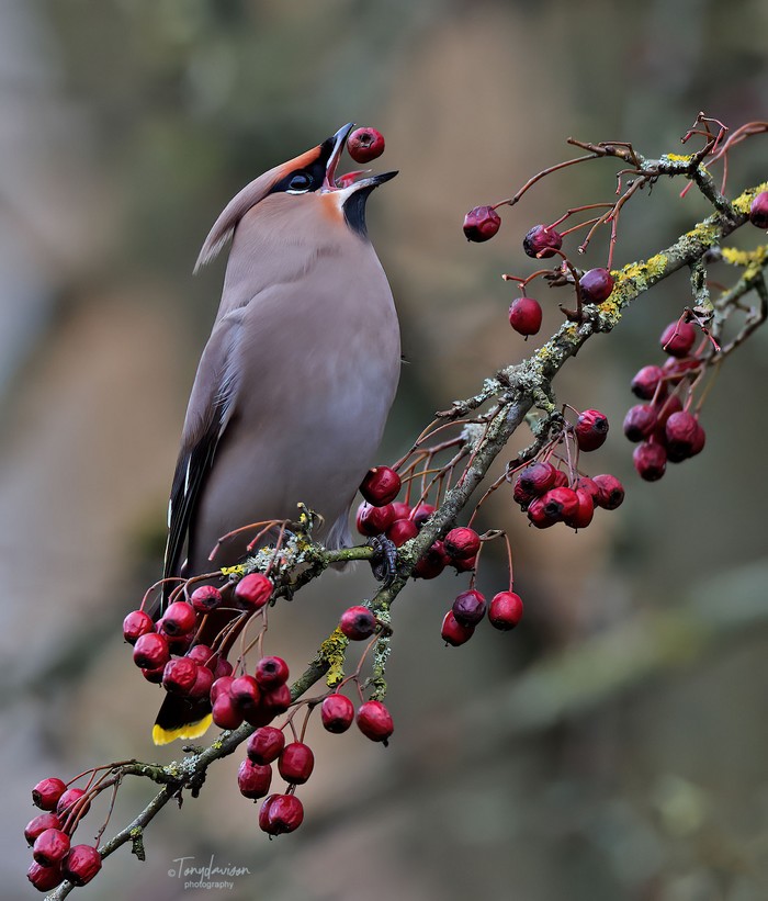 Waxwing