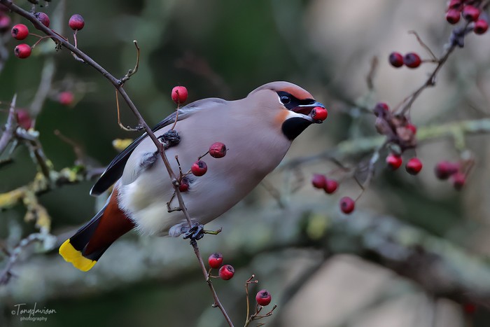 Waxwing