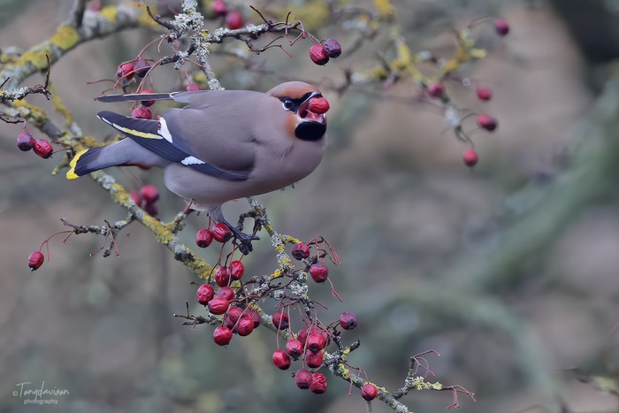 Waxwing