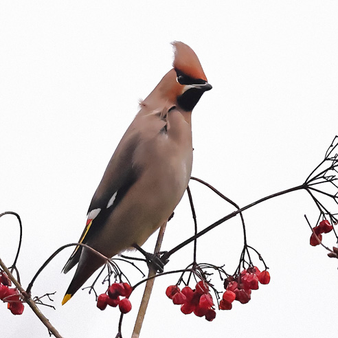 Waxwing