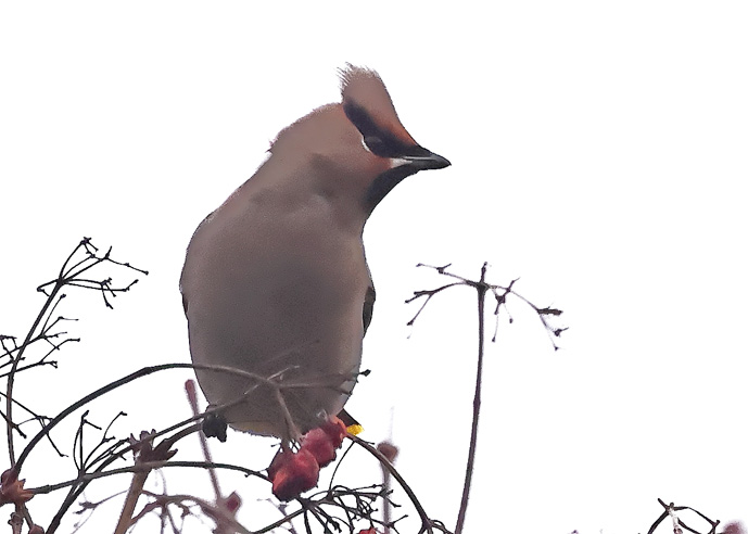 Waxwing