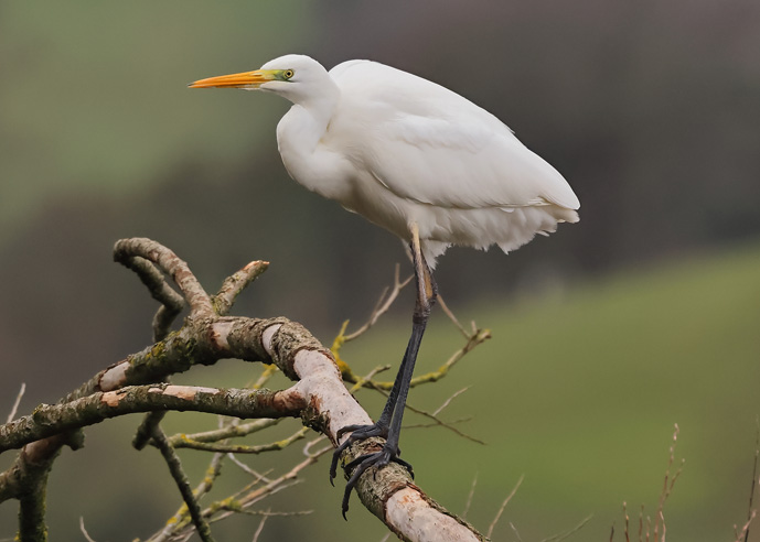 Great White Egret