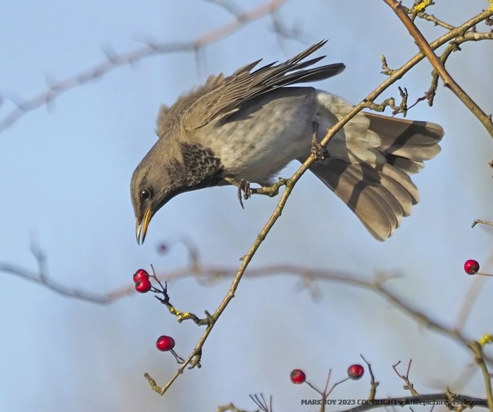 Black-throated Thrush