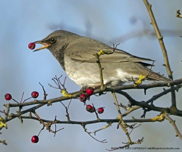 Black-throated Thrush