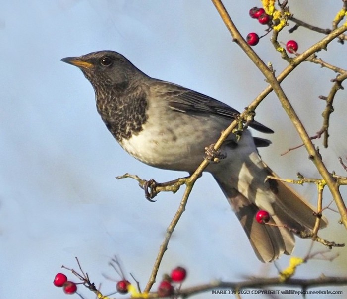 Black-throated Thrush