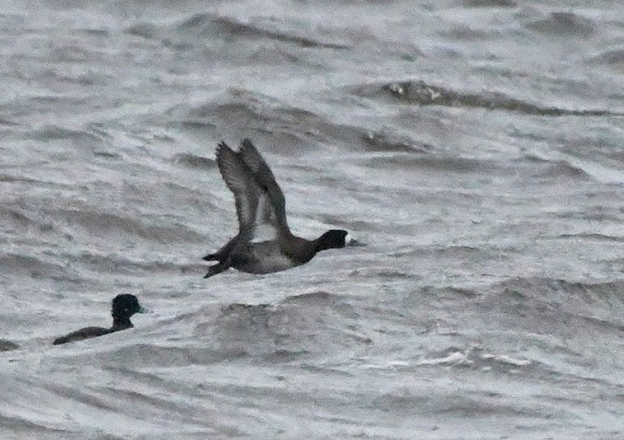 Lesser Scaup