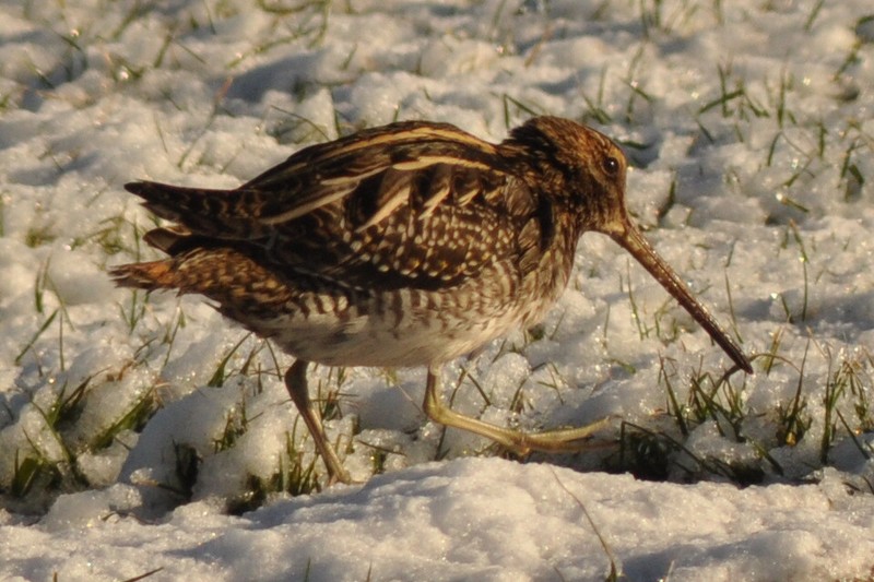 Snipe