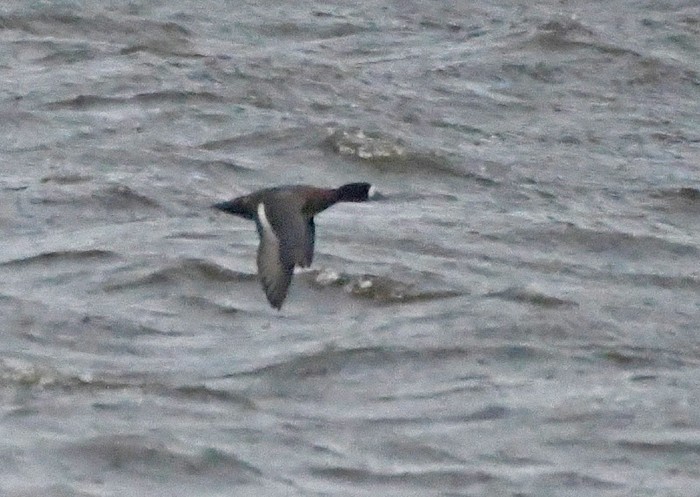 Lesser Scaup