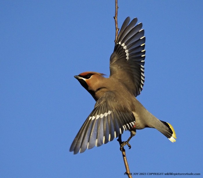 Waxwing