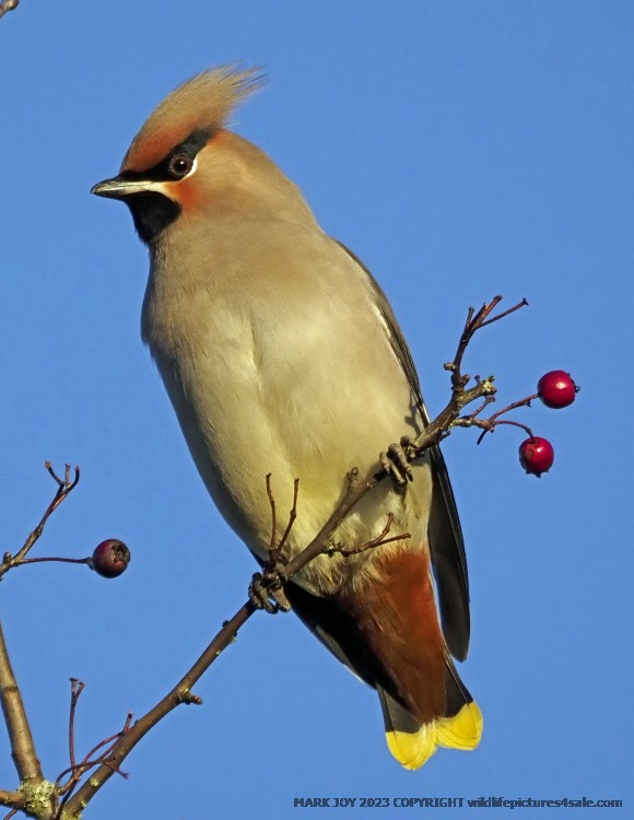 Waxwing