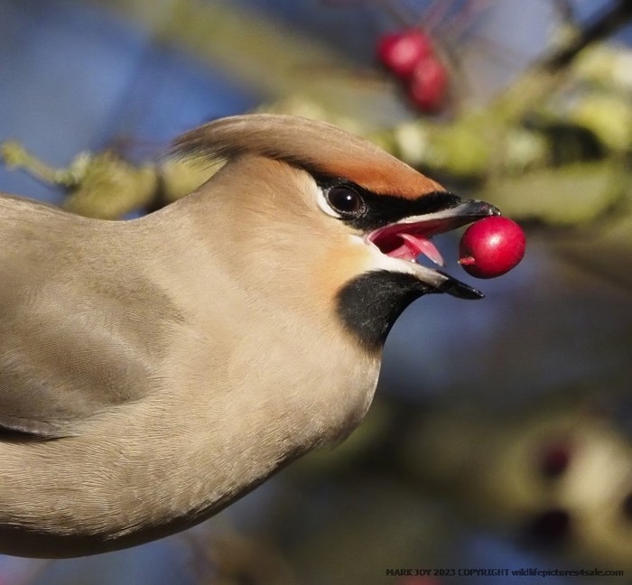 Waxwing