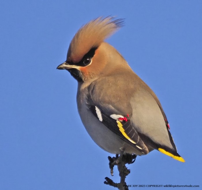 Waxwing