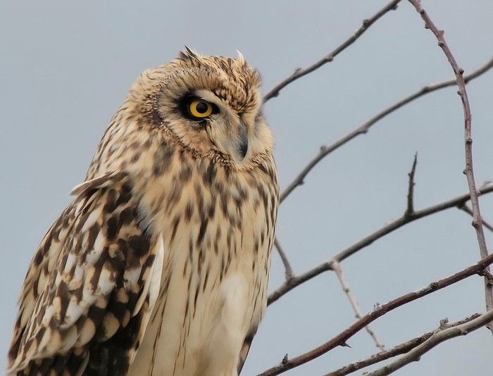 Short-eared Owl