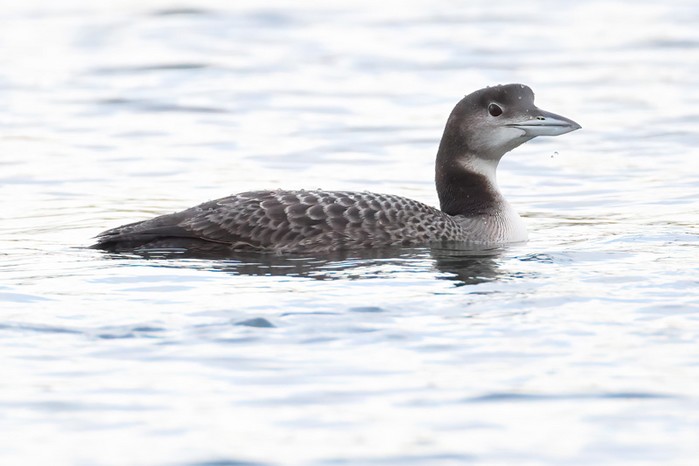 Great Northern Diver