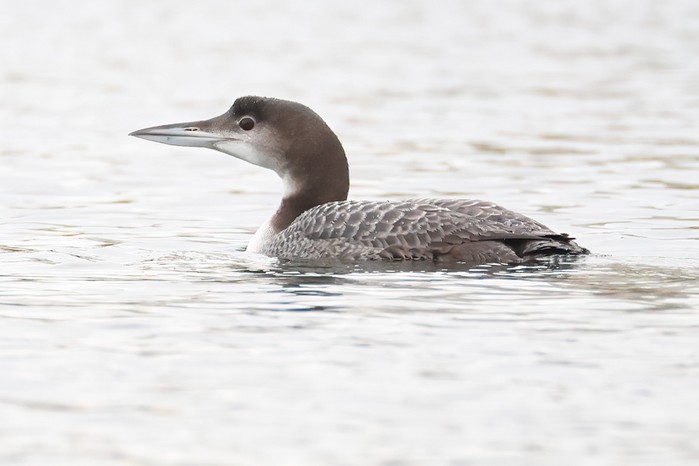 Great Northern Diver