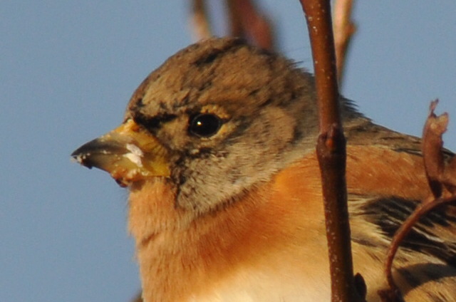 Brambling