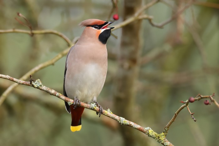Waxwing